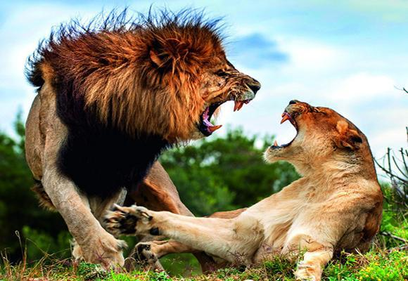 实力悬殊的对手,胜者需要付出更多的简单介绍 实力悬殊的对手,胜者需要付出更多的简单介绍